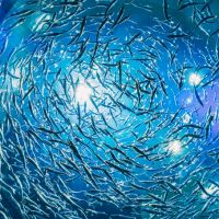 Shoal_of_fish_stock_image_from_Canva