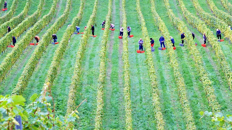 People in a field