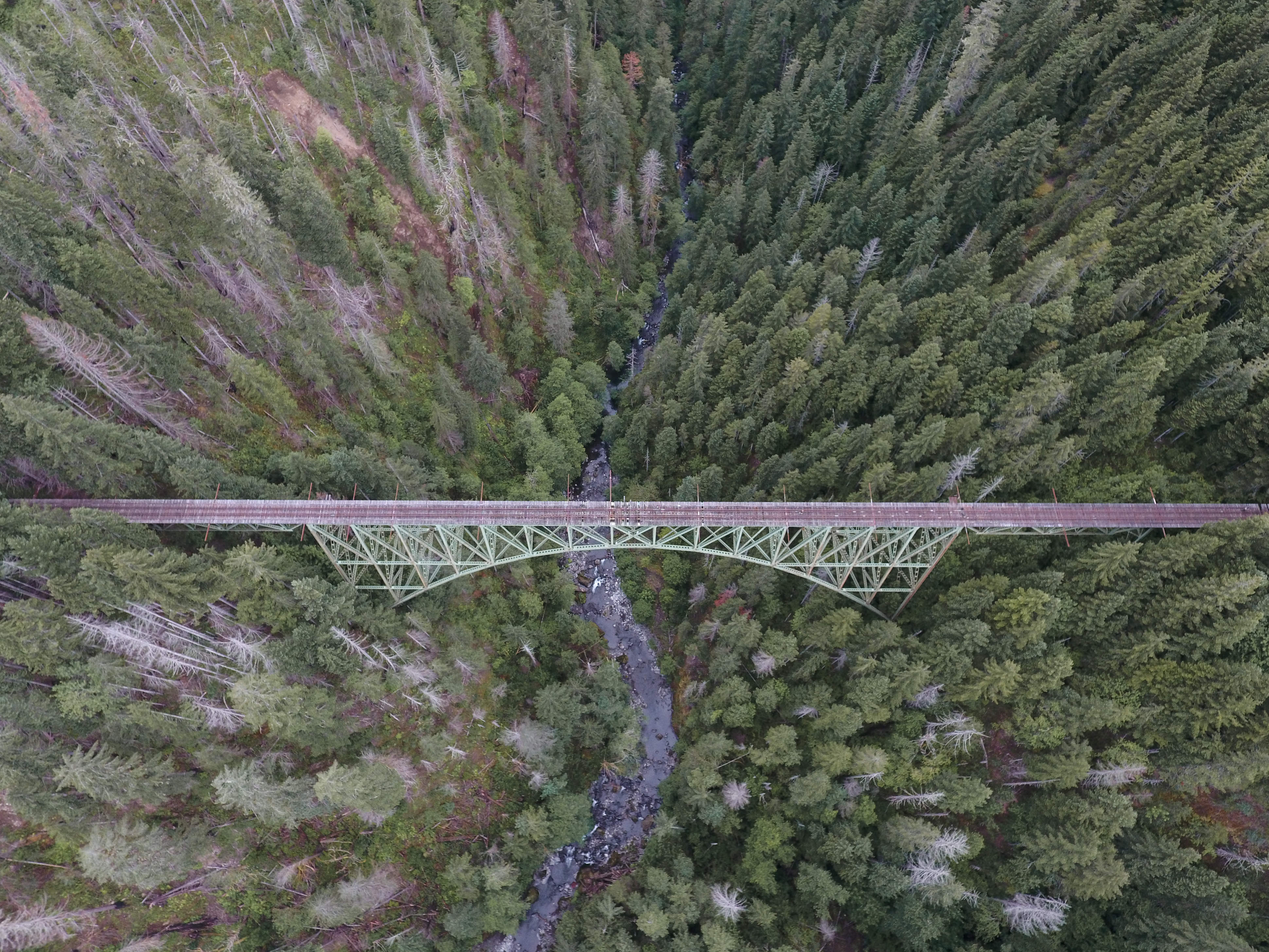forest and bridge