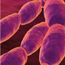Superbugs 130 x 130