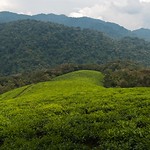 Tea Plantation Outside Nyungwe_square