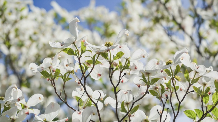 White flowers web